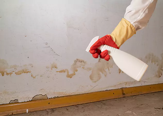 Your Water Restoration and Mold Remediation Specialists in Tallapoosa, GA
